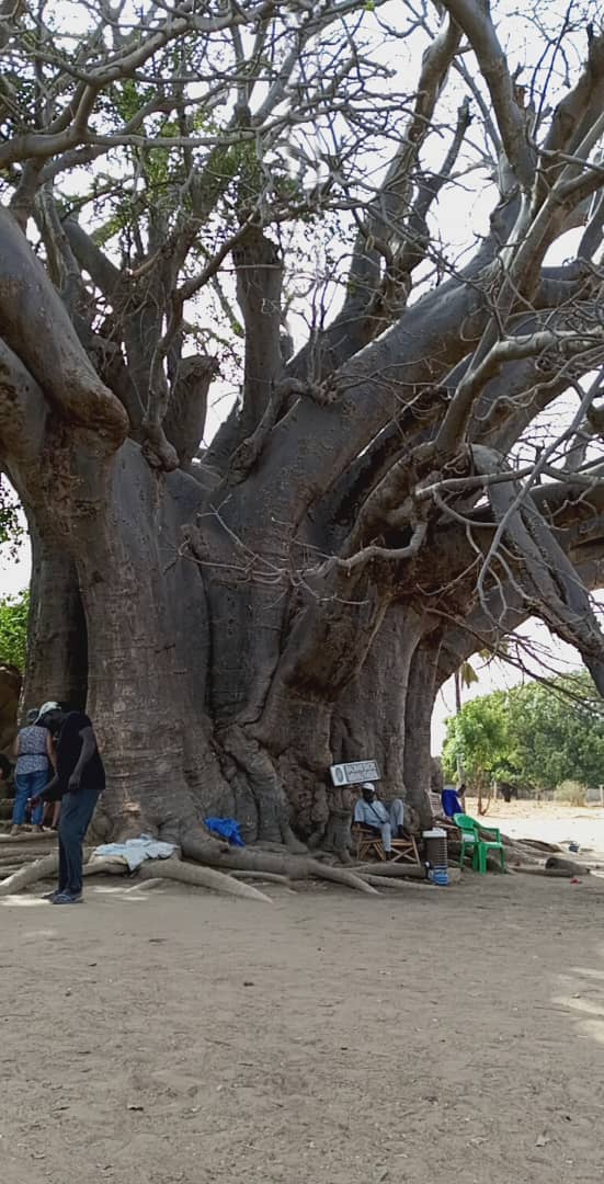 Baobabs au Sénégal