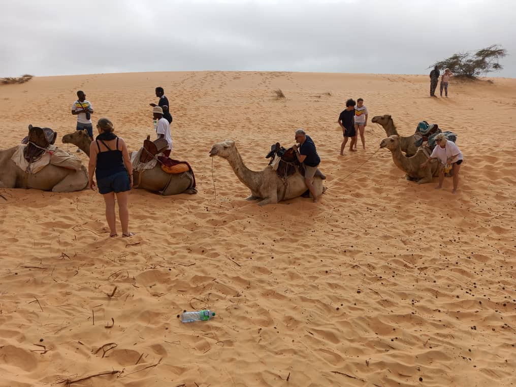 Chameaux dans le désert de Lompoul