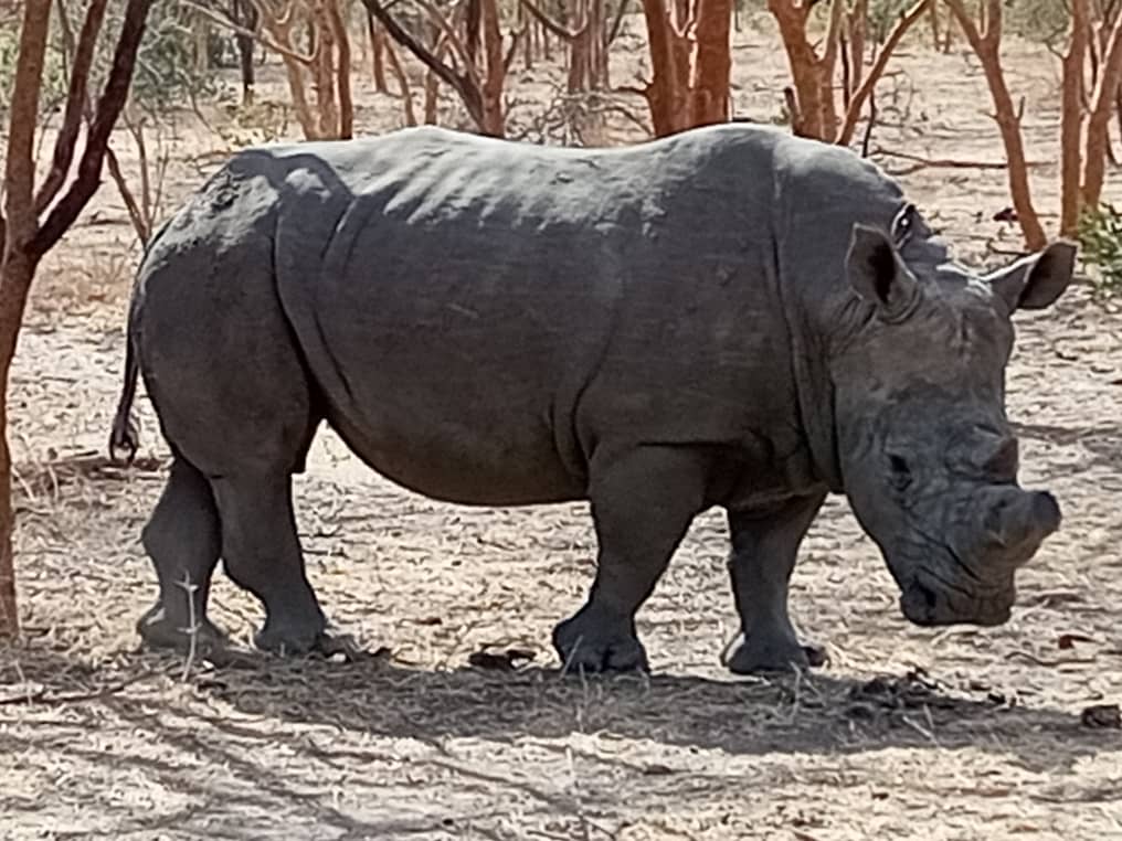 Rhinocéros dans la réserve de Bandia