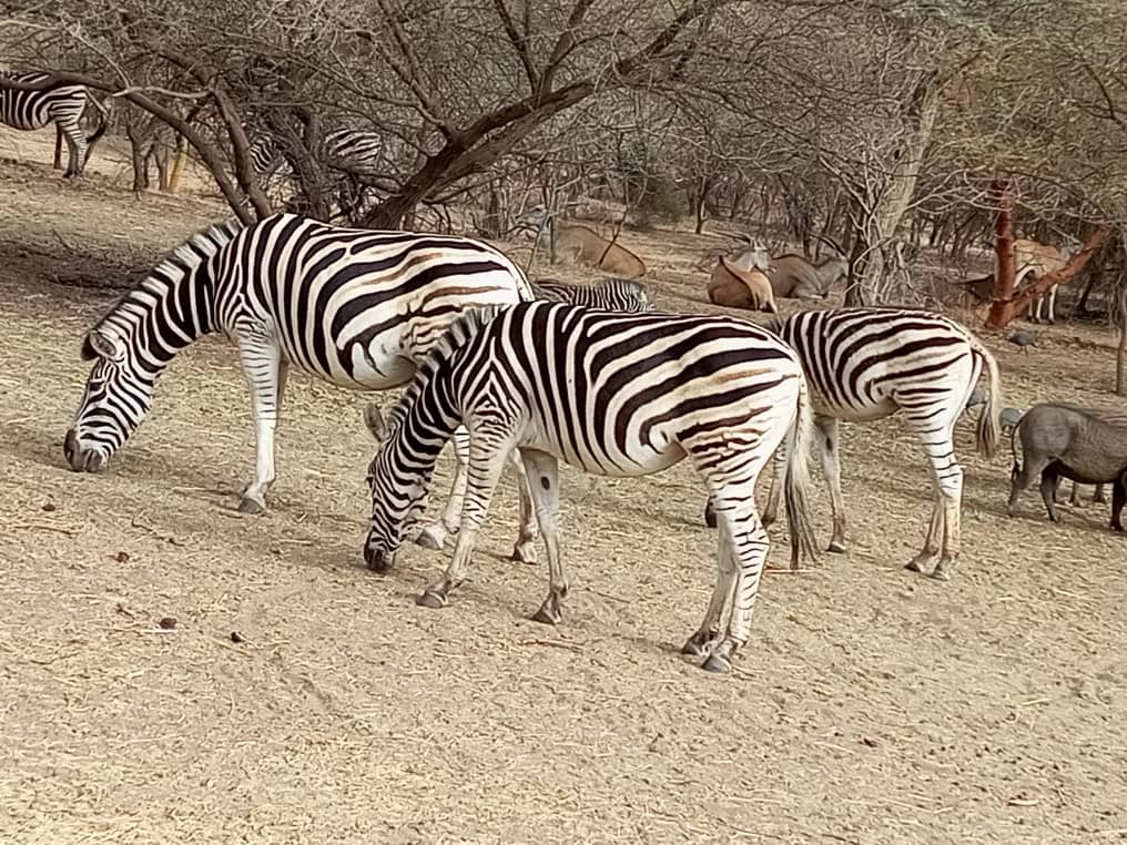 Zèbre dans la réserve de Bandia